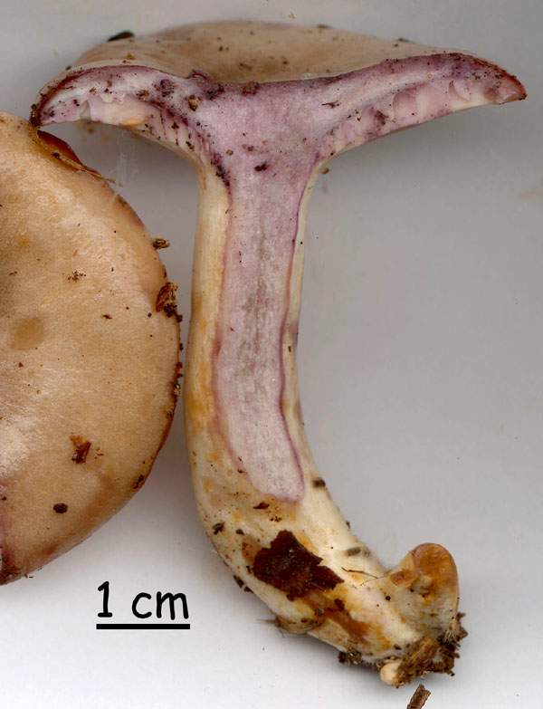 Lactarius uvidus